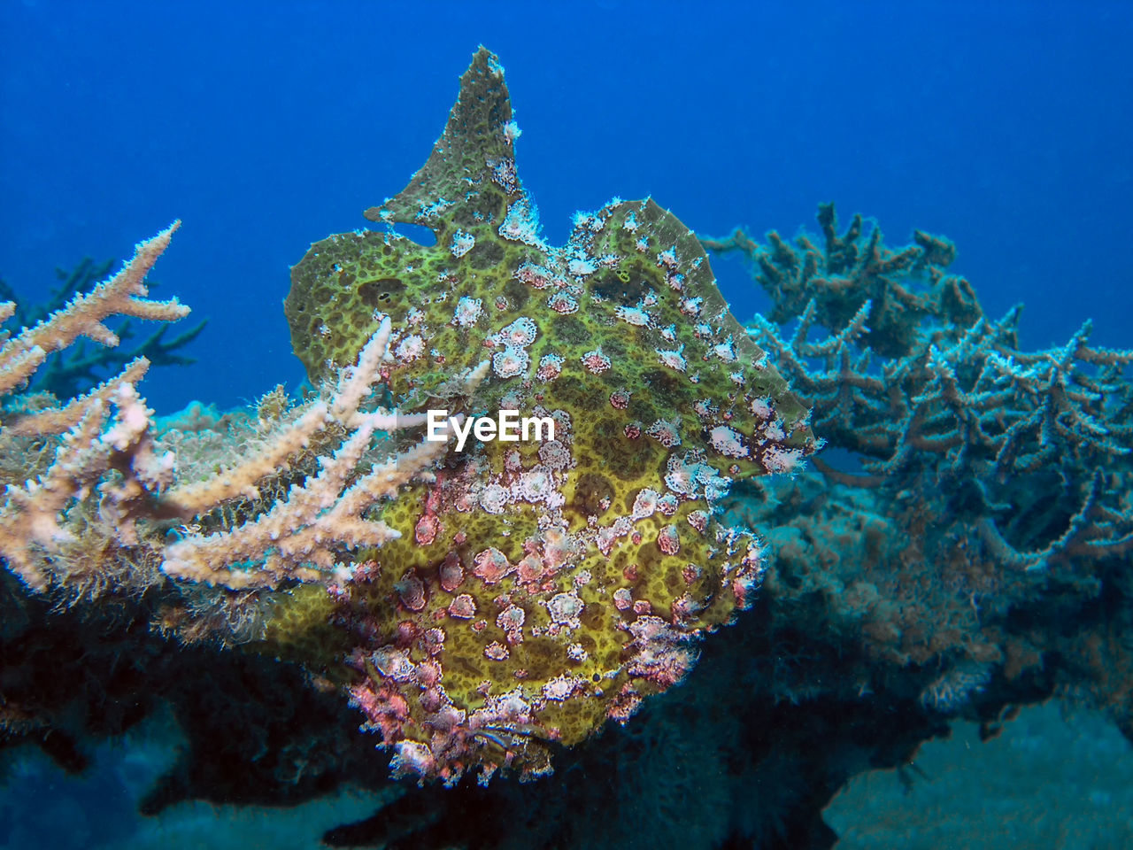 A giant frogfish - antennarius commerson - in the red sea, egypt