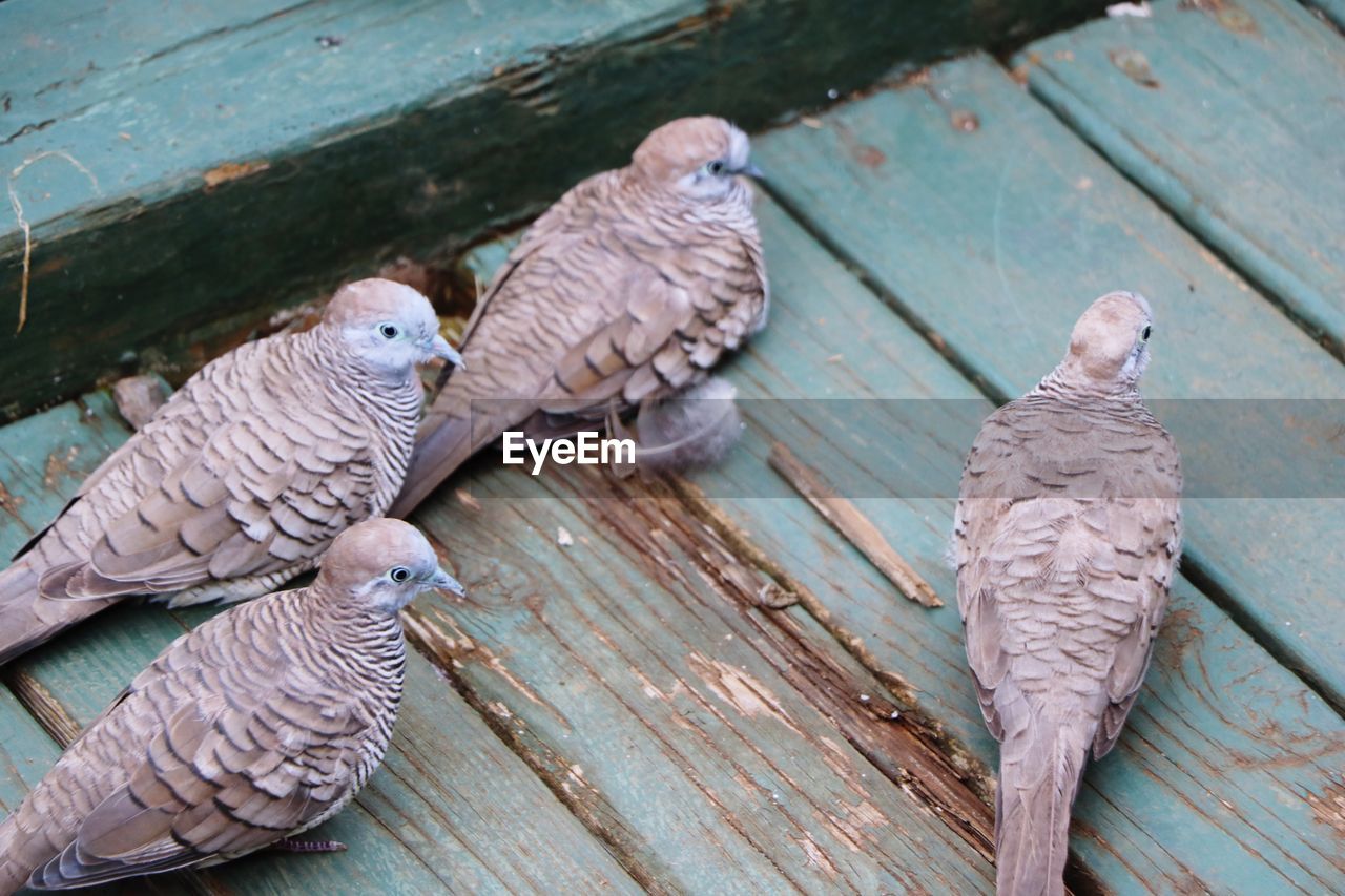 High angle view of pigeons perching on wood