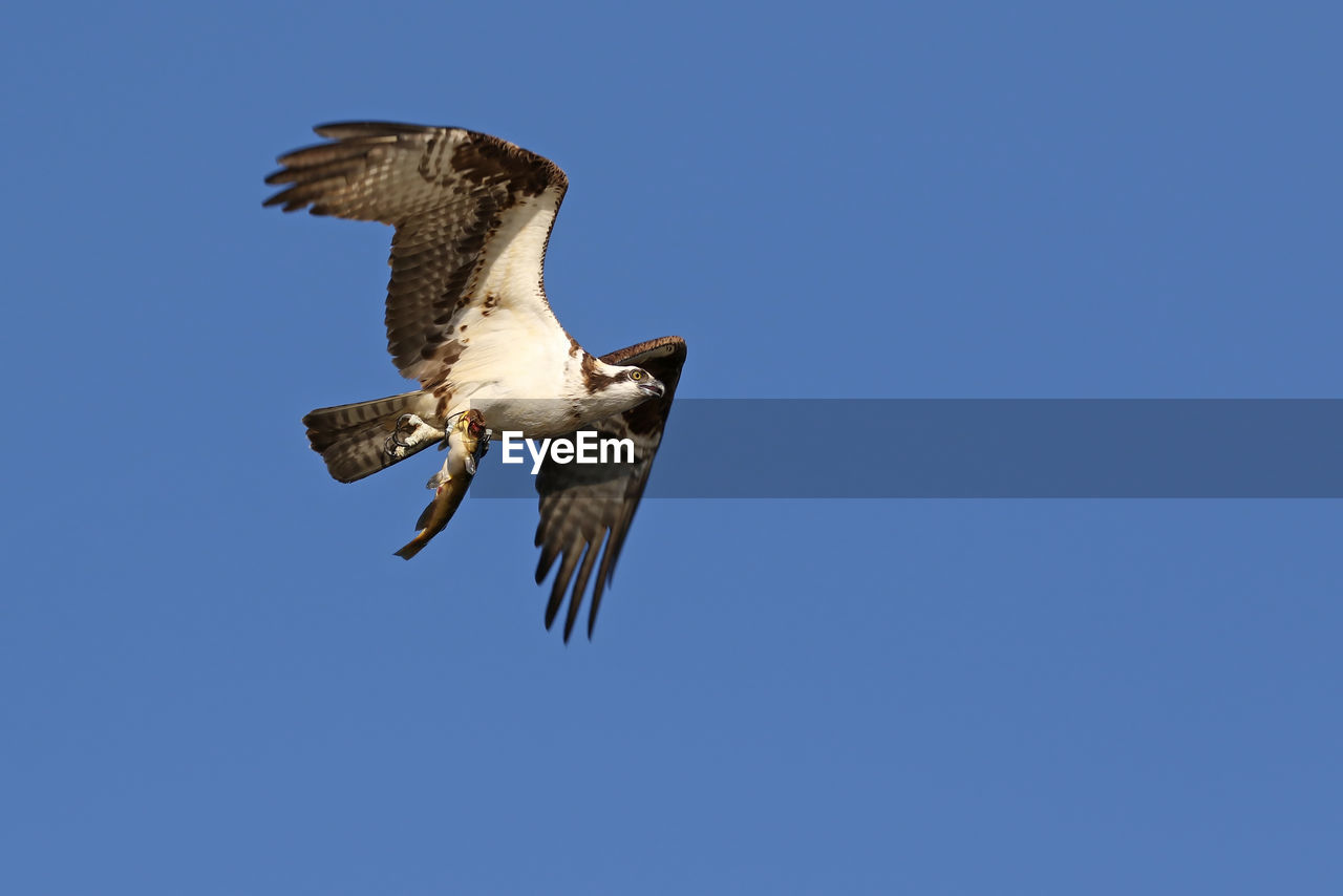 Low angle view of osprey with fish in clear blue sky