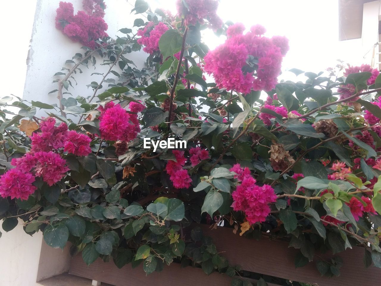 PINK BOUGAINVILLEA BLOOMING OUTDOORS