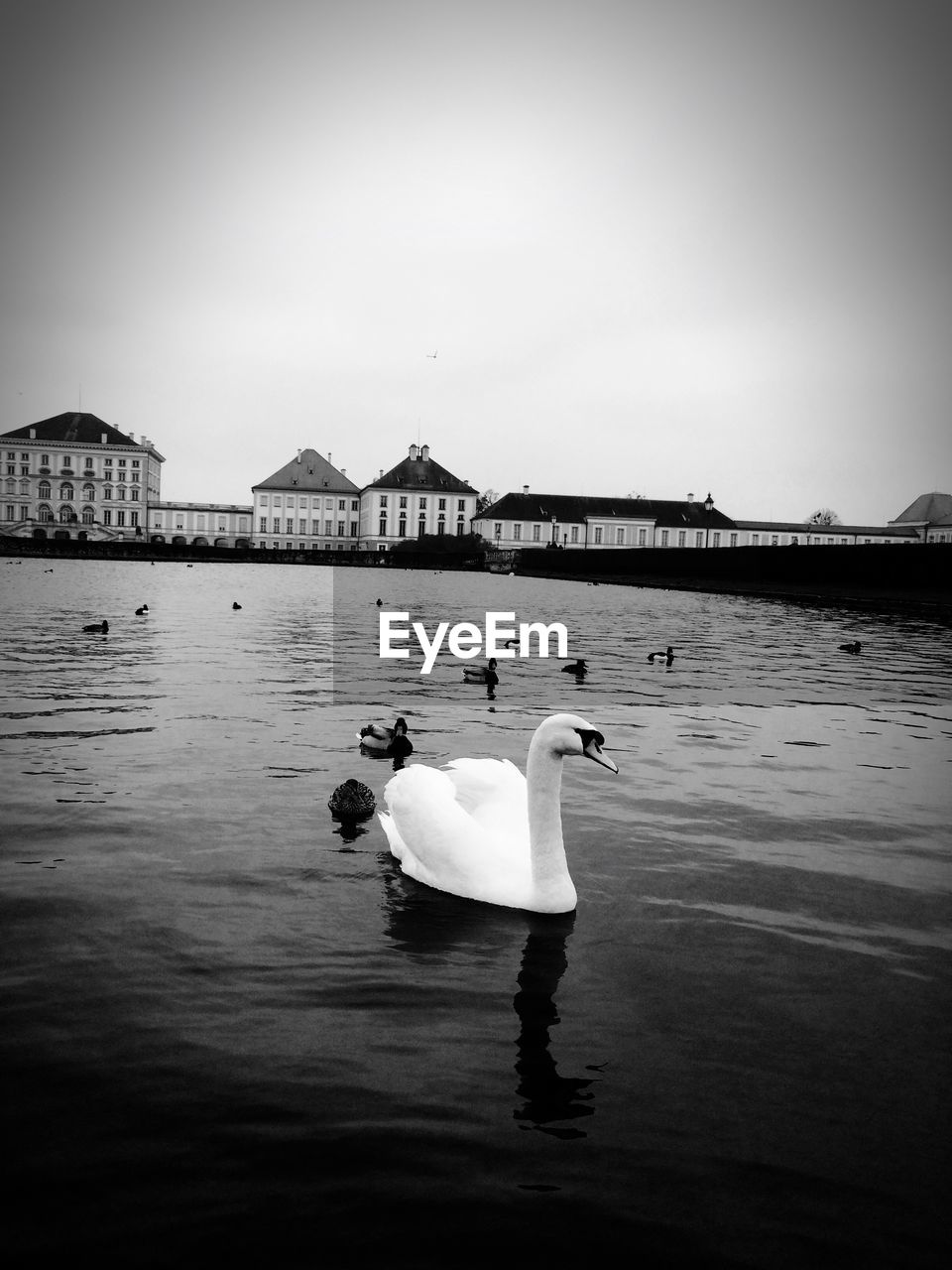 Swan swimming on lake against sky