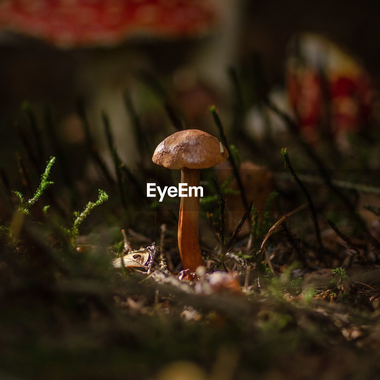 Mushrooms in grass