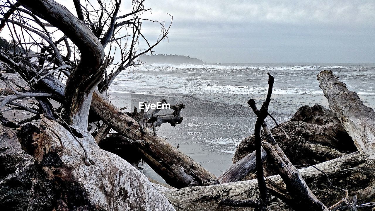 Driftwood by sea against cloudy sky