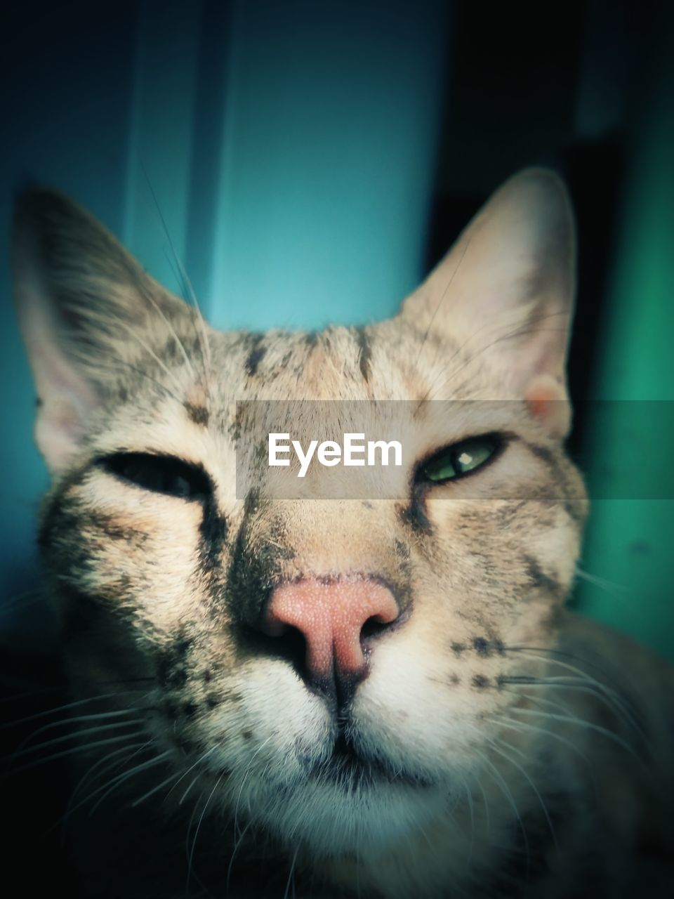 Close-up of cat