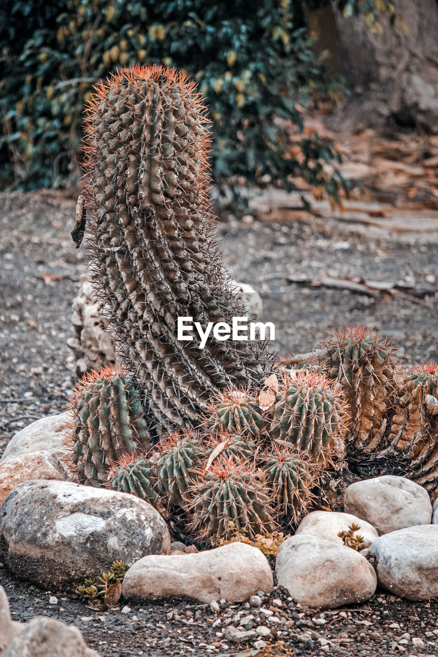 nature, no people, land, day, wildlife, rock, plant, outdoors, animal, animal themes, cactus, animal wildlife, focus on foreground, tree, beauty in nature, succulent plant