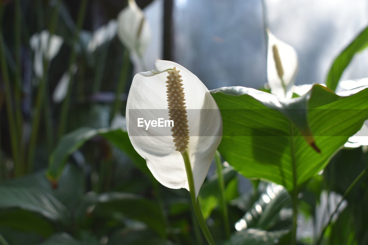 Close-up of white lily on plant