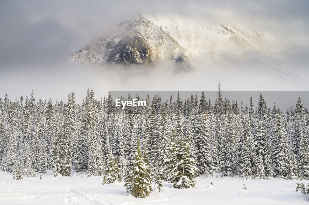 Moody mountain peaking out through the clouds over snow covered trees