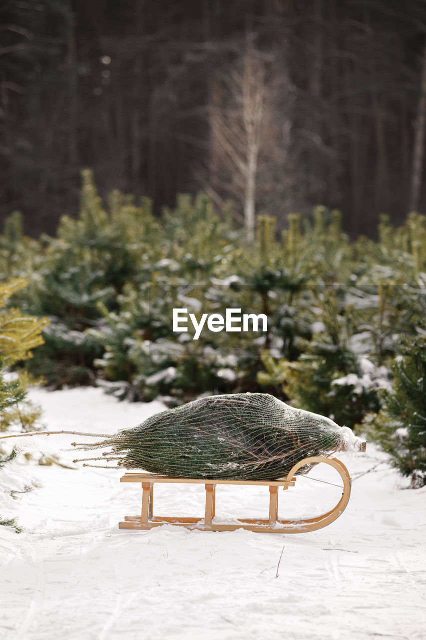 Beautiful xmas postcard. fir tree in net bought in market on wooden vintage sleigh in snowy forest. 