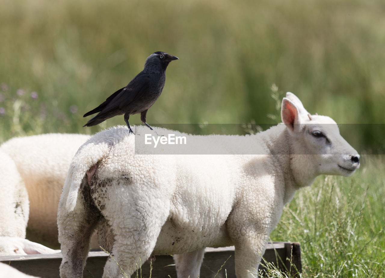 Raven on sheep