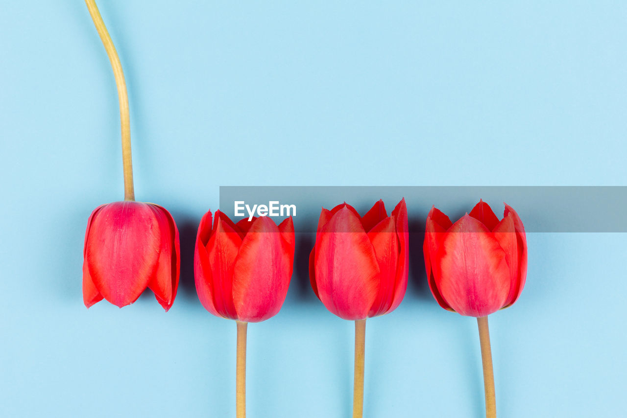Red tulip buds on blue background with copy space, top view flat lay