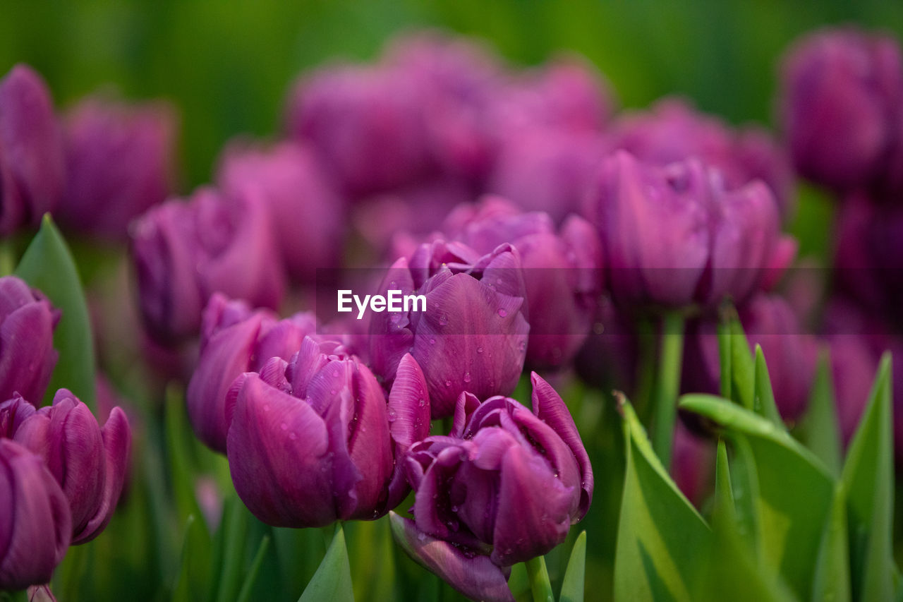 CLOSE-UP OF PINK TULIP PURPLE FLOWER