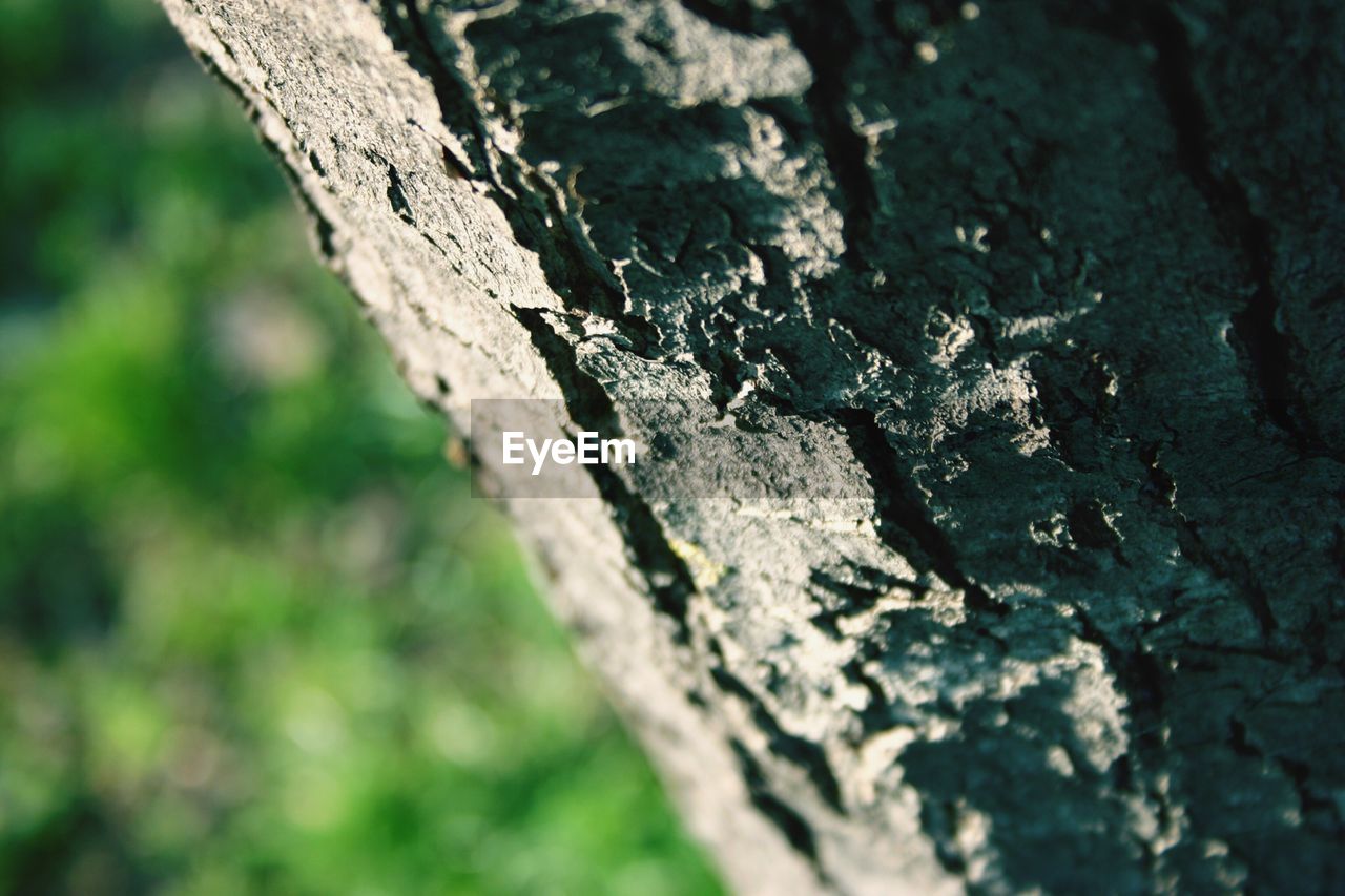 CLOSE-UP OF TREE STUMP