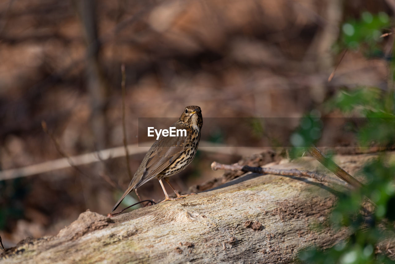 Close-up of bird perching on tree