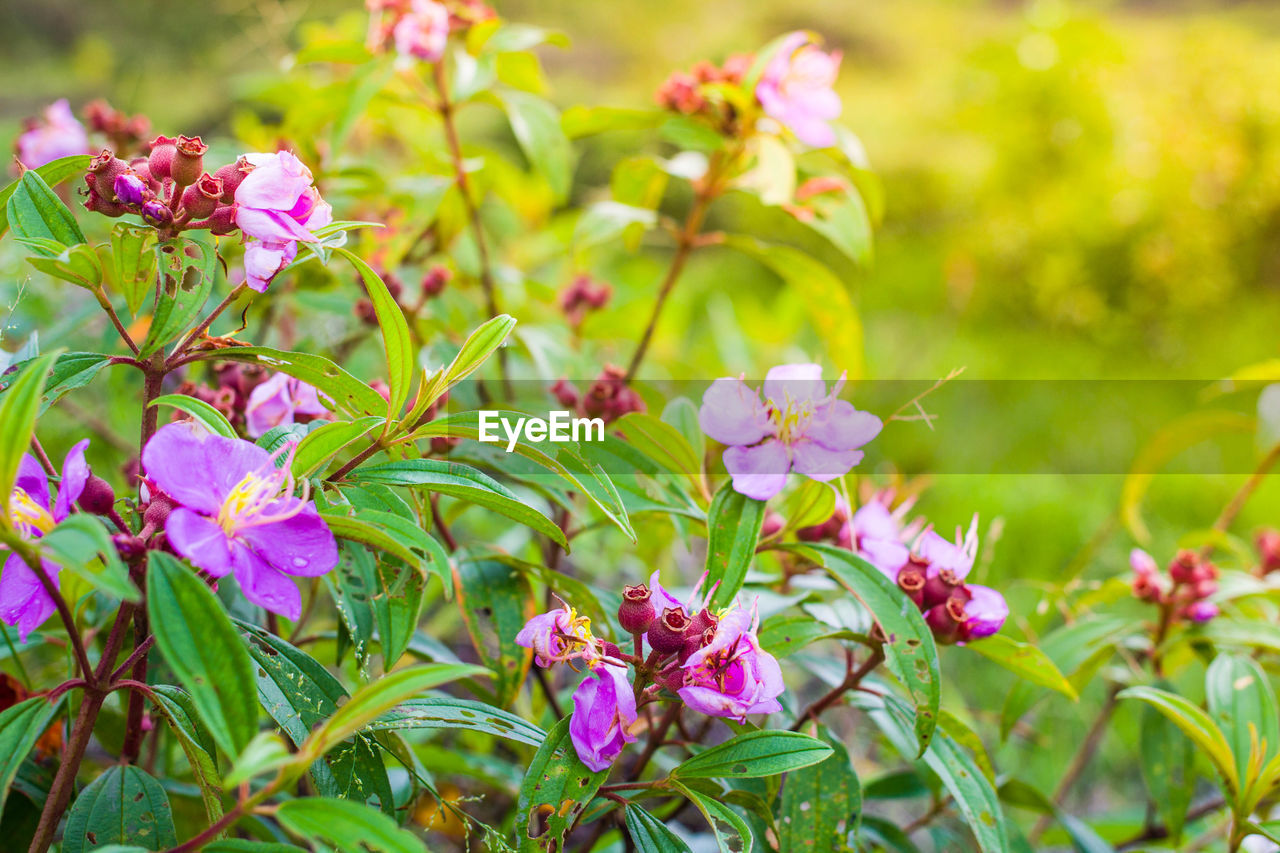 Close-up of pink flowering plants