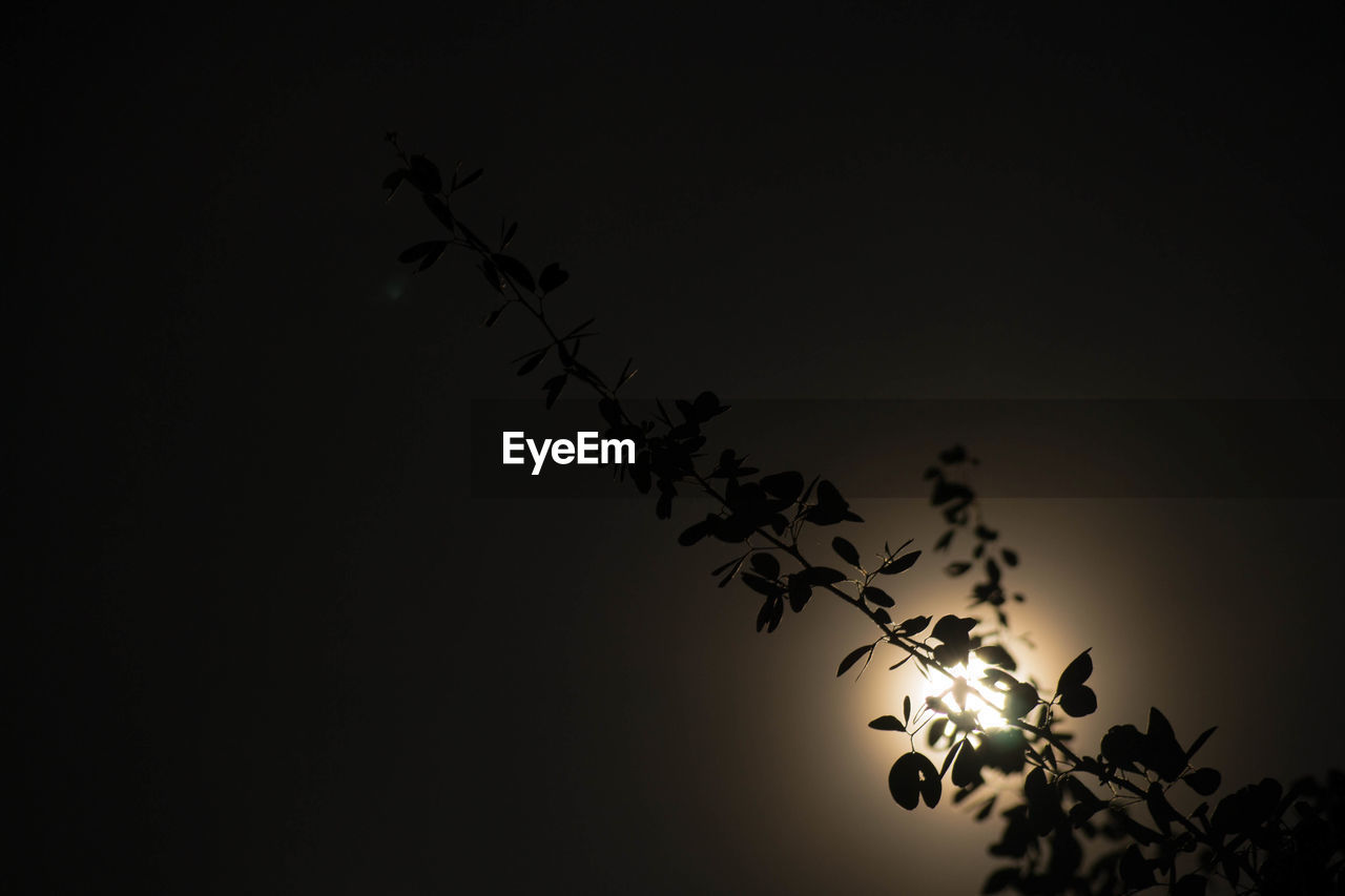 LOW ANGLE VIEW OF SILHOUETTE PLANTS AGAINST CLEAR SKY AT NIGHT