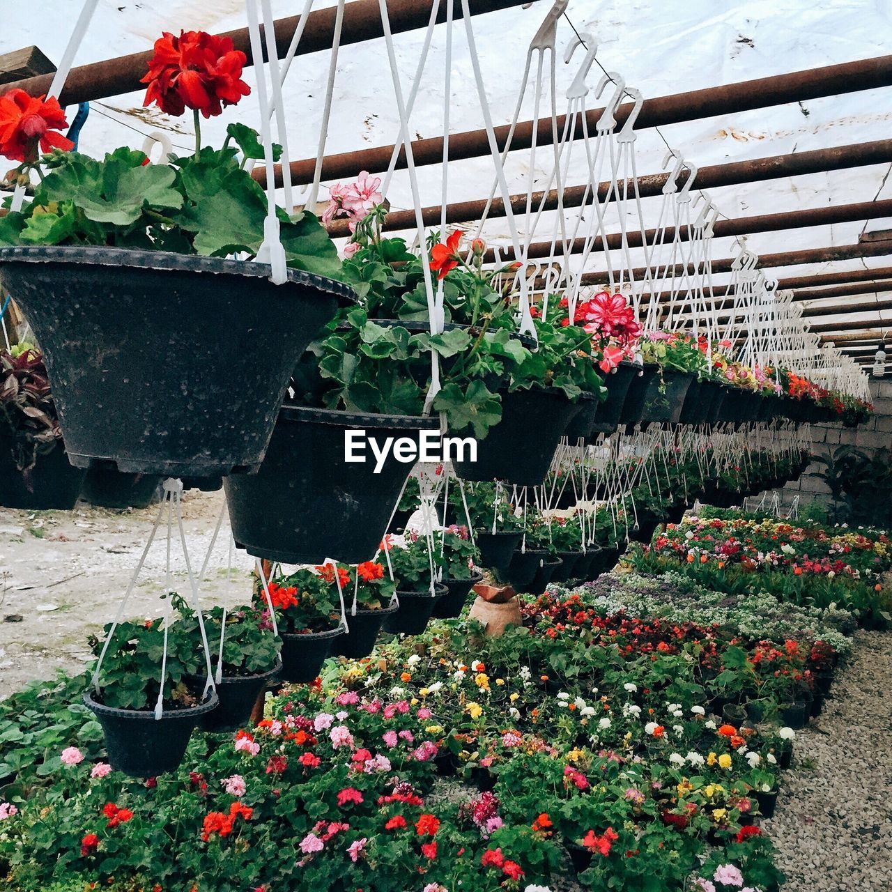 POTTED PLANT AT GREENHOUSE