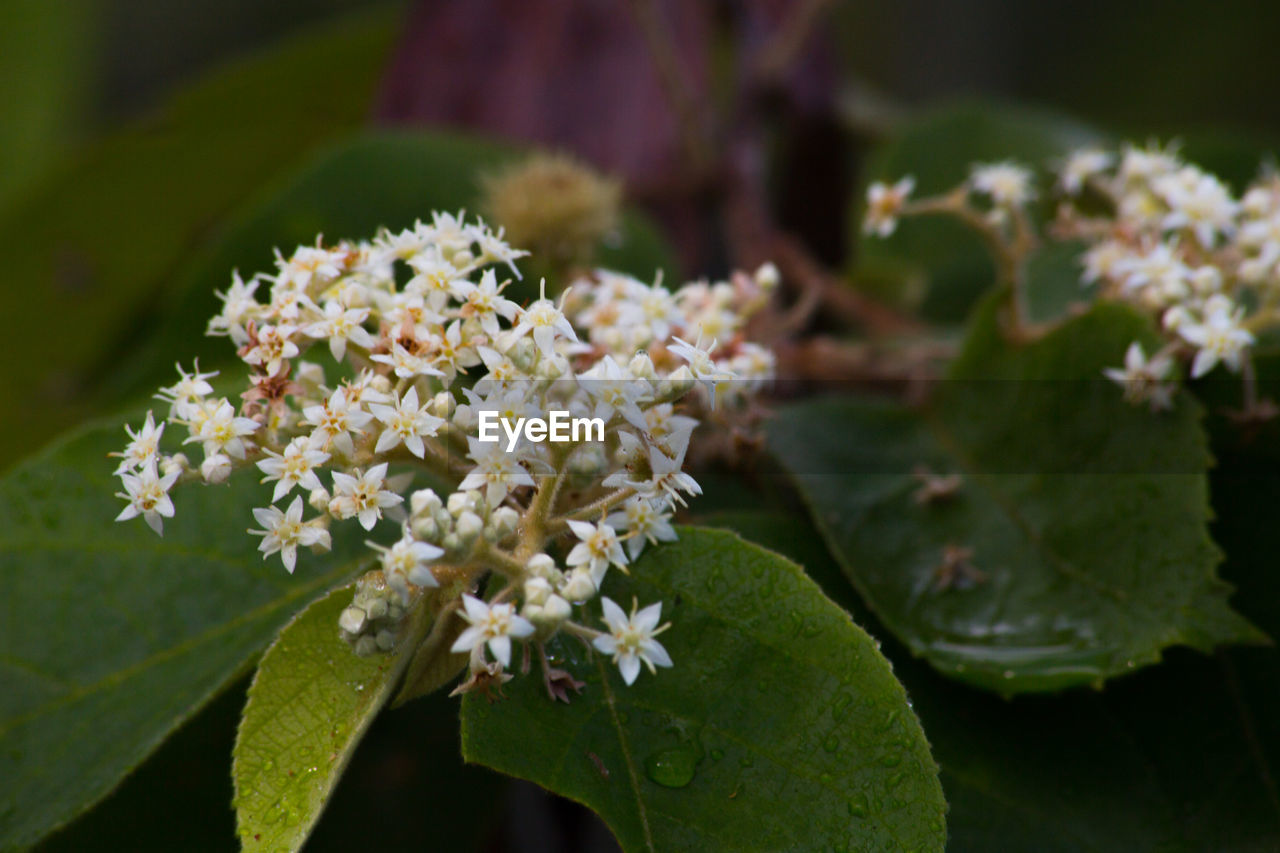 Close-up of white flowers blooming outdoors