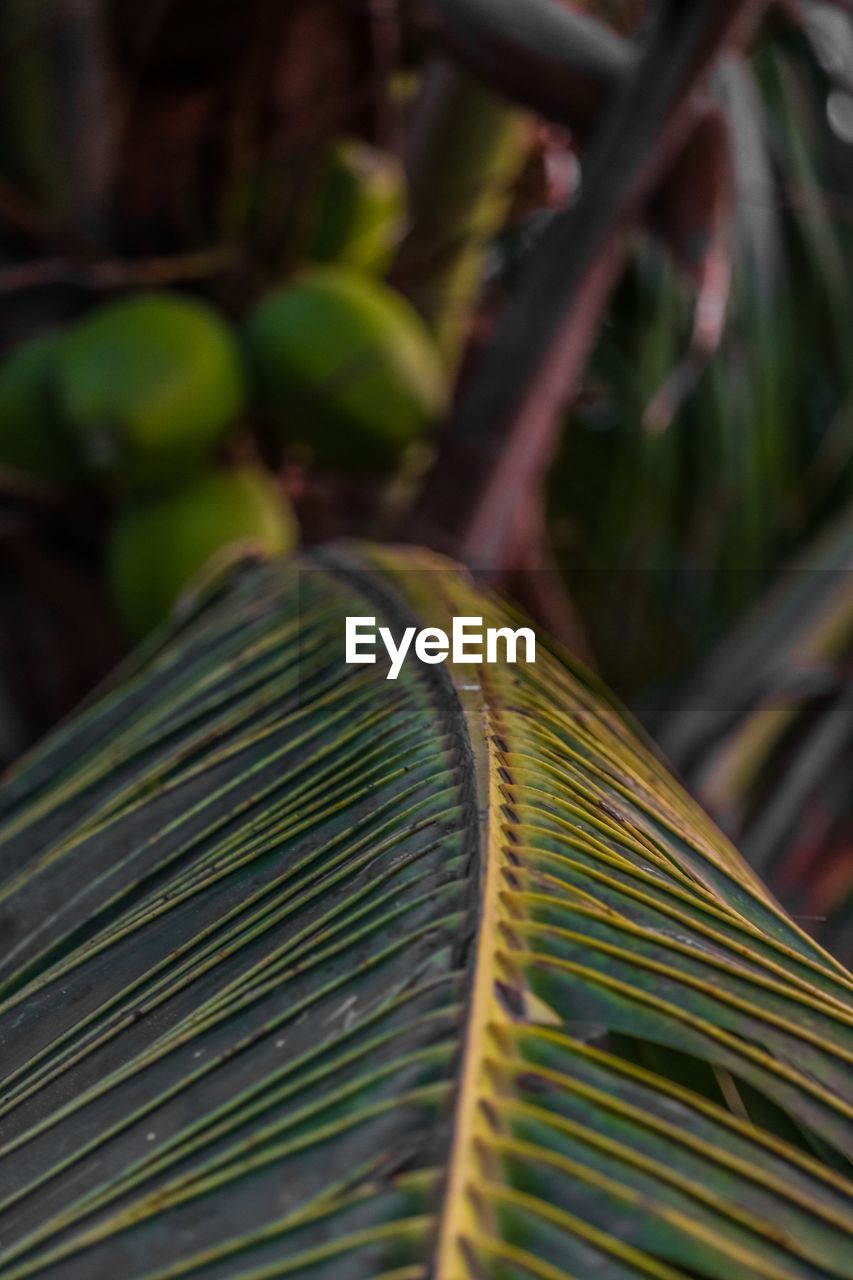 Close-up of palm leaves