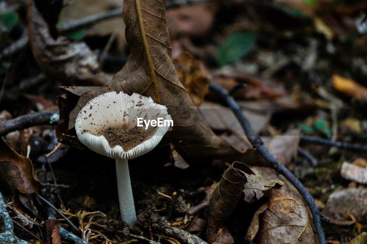 Close-up of mushroom growing outdoors