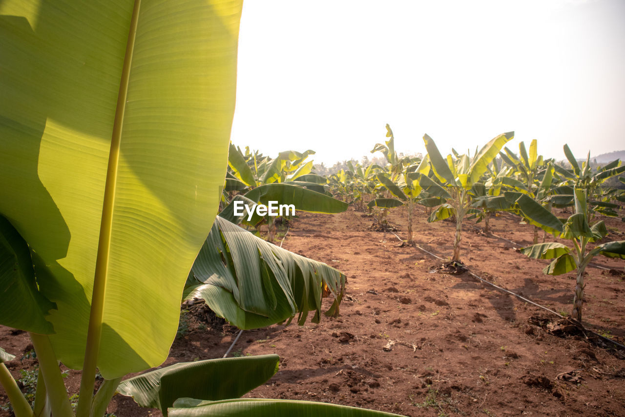 Close-up of fresh banana tree on field against sky