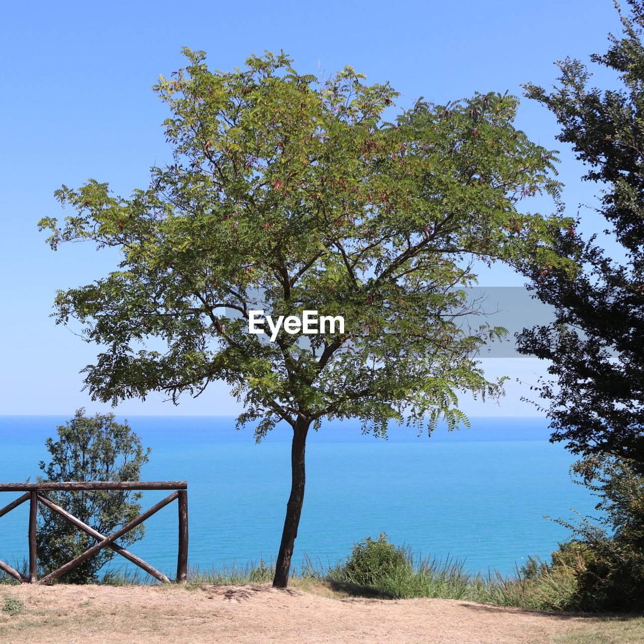 TREES ON BEACH AGAINST SKY