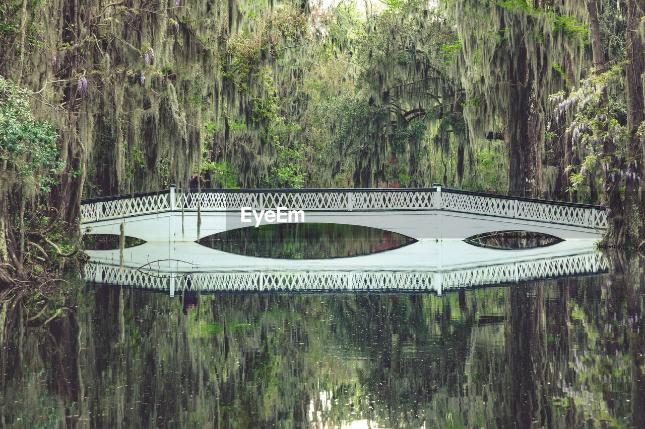 Arch bridge over lake in forest