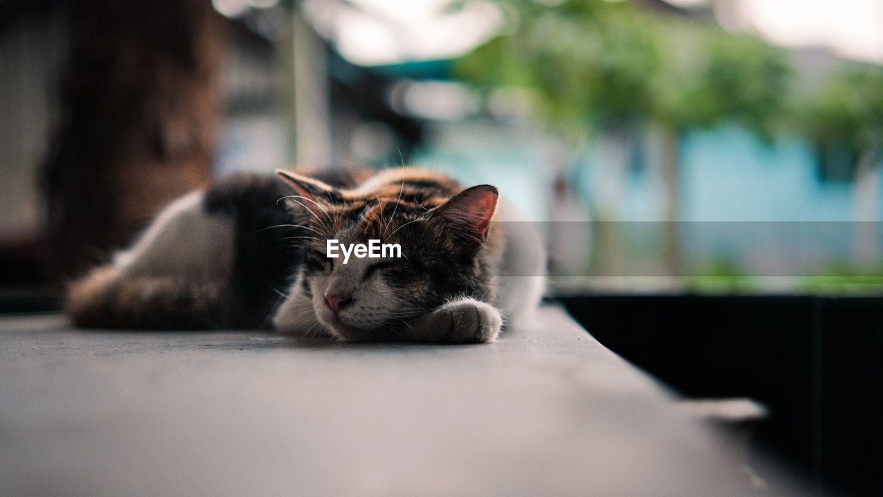 Close-up of a cat resting