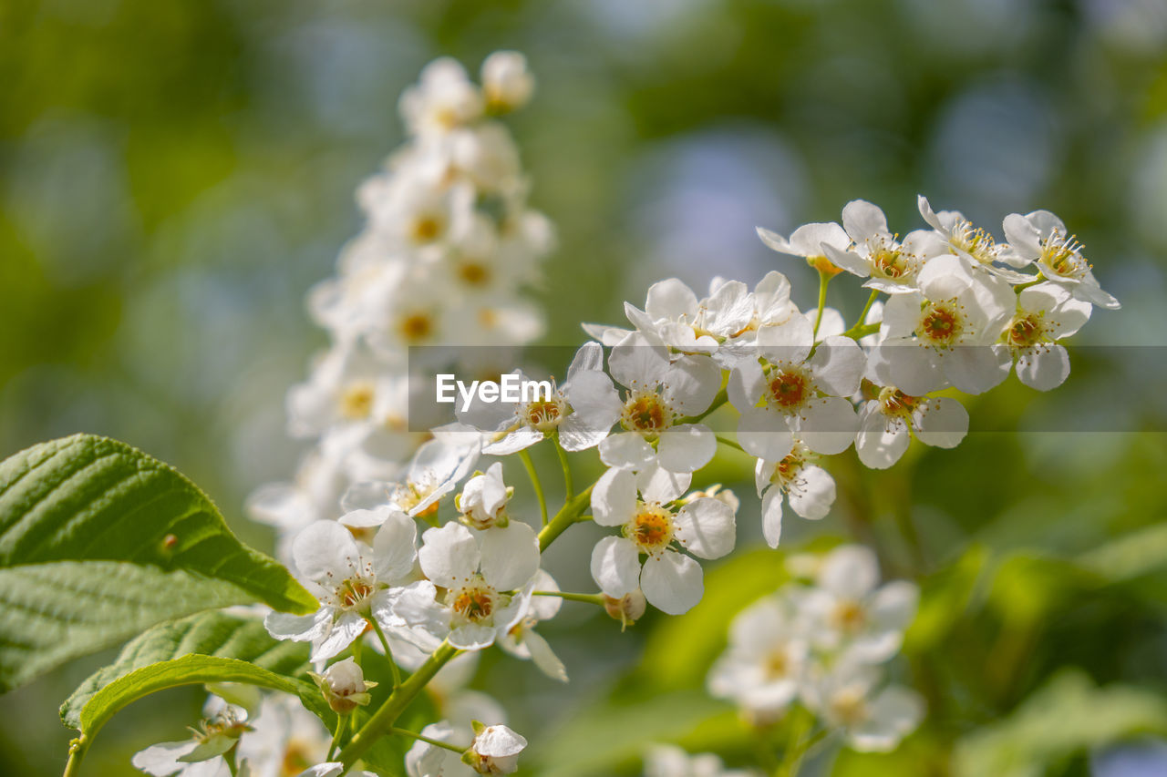 Close-up of white chestnut blossoms in spring