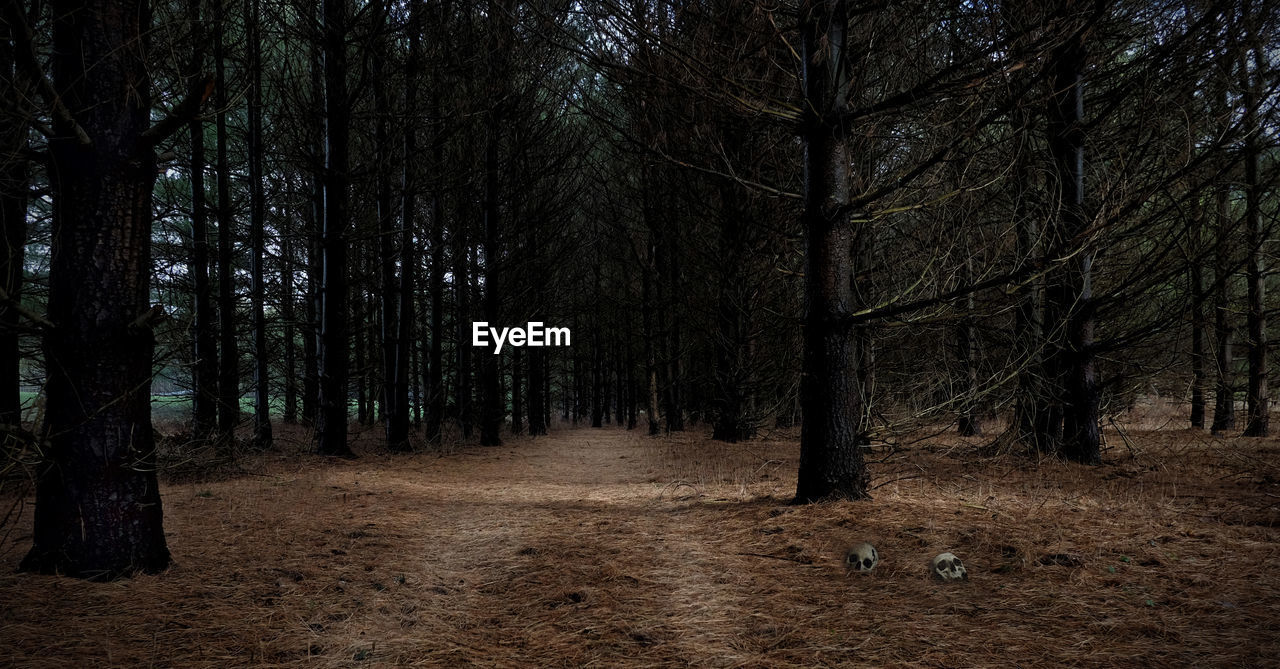 Dirt road amidst trees in forest