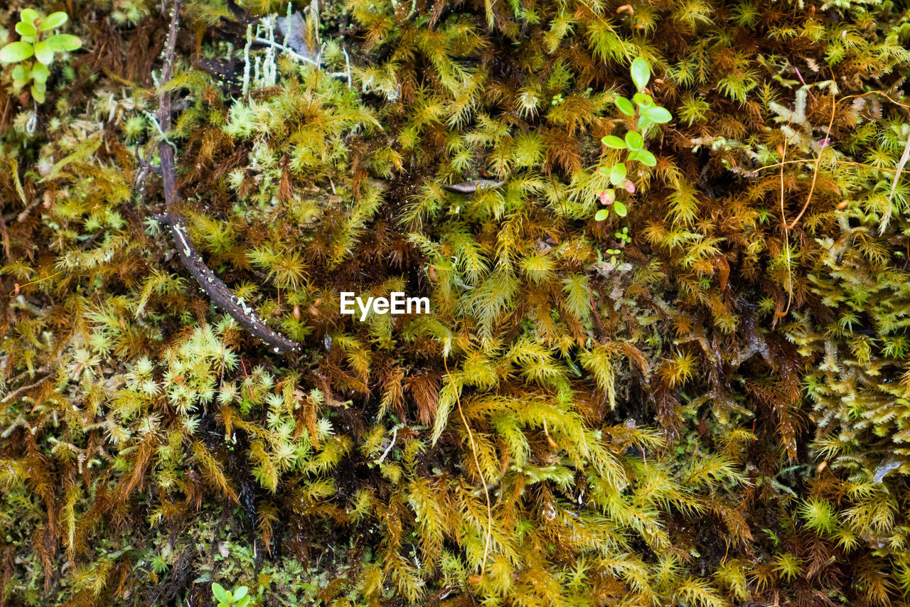 FULL FRAME SHOT OF PLANTS GROWING IN MOSS