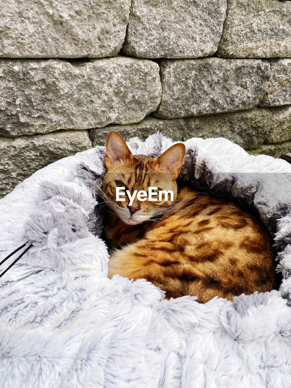 HIGH ANGLE VIEW PORTRAIT OF CAT RESTING AGAINST WALL