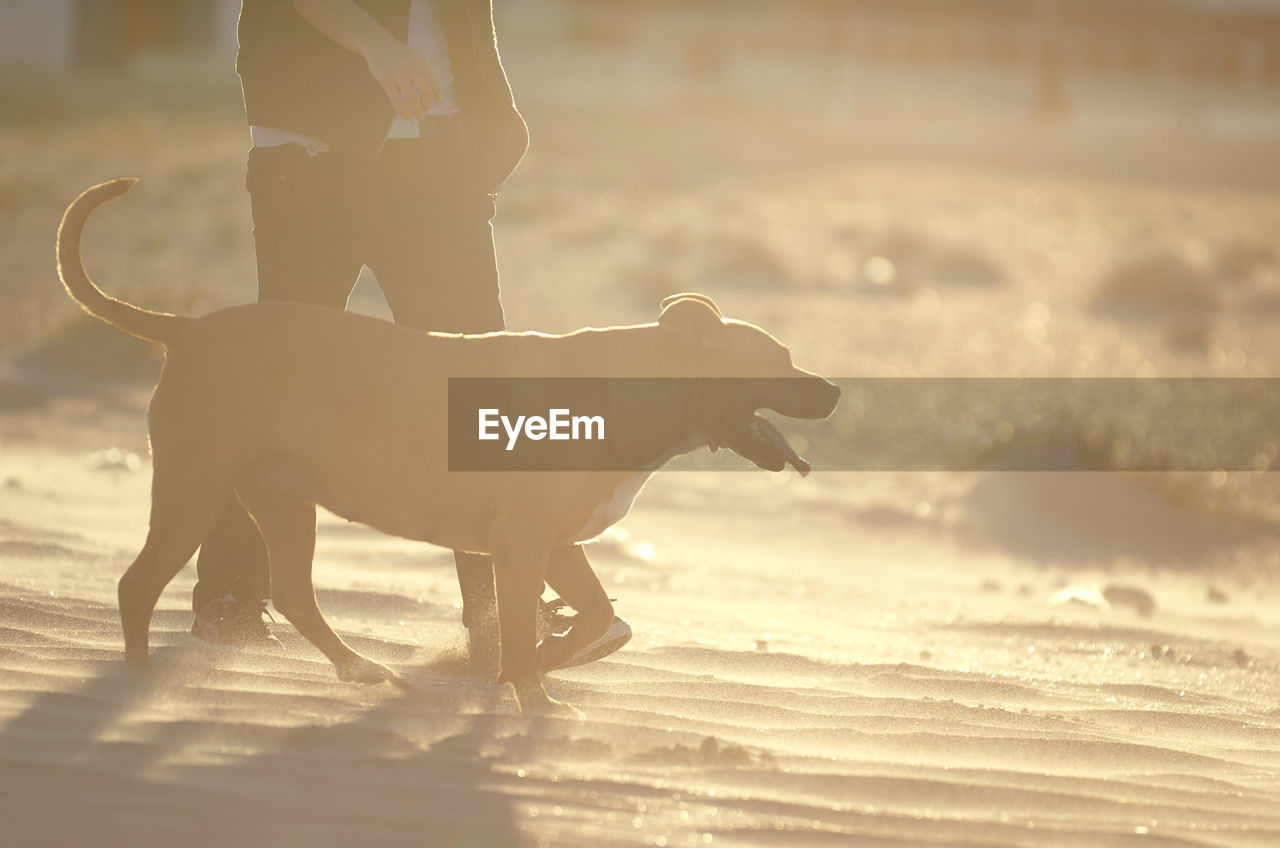 MAN WITH DOG ON THE BEACH