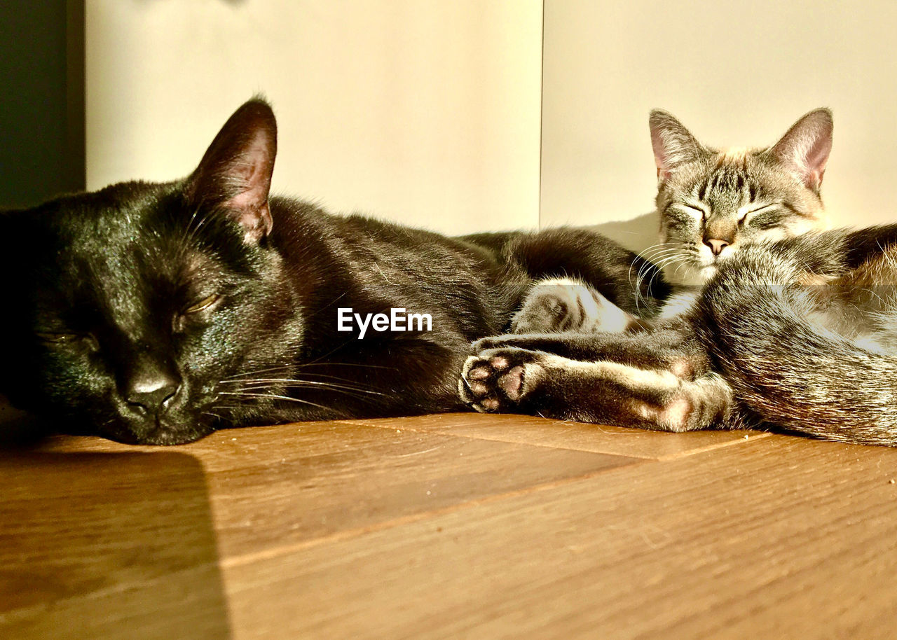cat, animal themes, animal, mammal, pet, domestic animals, domestic cat, feline, relaxation, one animal, small to medium-sized cats, whiskers, kitten, indoors, lying down, felidae, no people, resting, home interior, flooring, sleeping, portrait, carnivore, furniture, looking at camera, hardwood floor, wood
