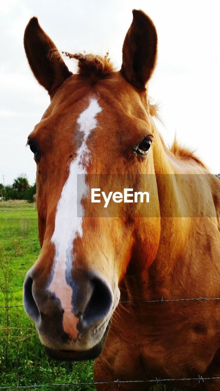 Portrait of brown horse by fence on field