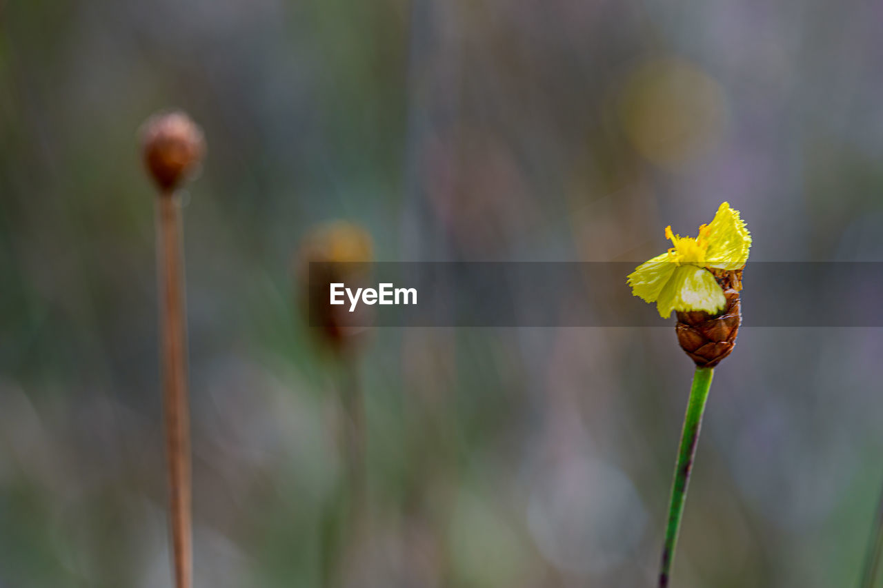 CLOSE-UP OF WILTED FLOWER ON PLANT