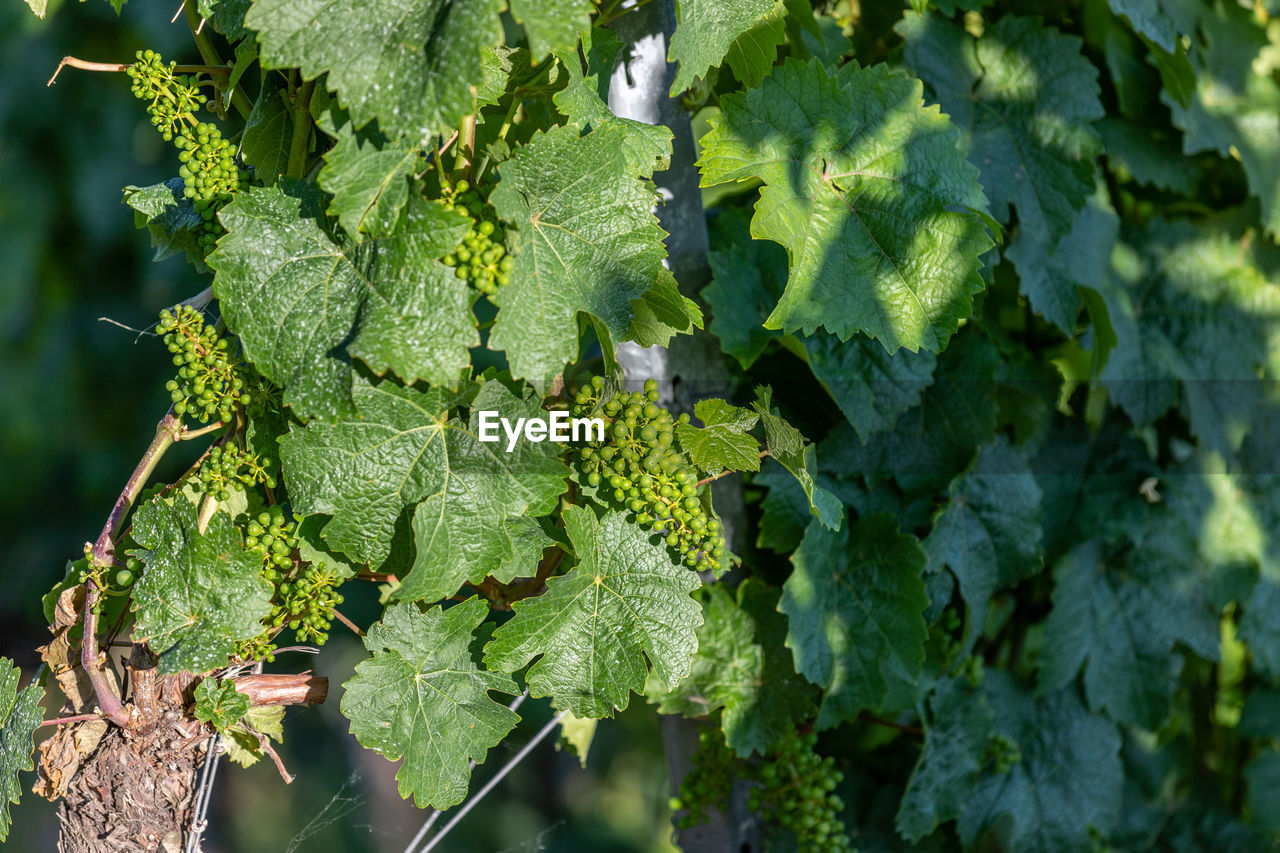 Close-up of growing riesling wine grapes with leaves on river moselle