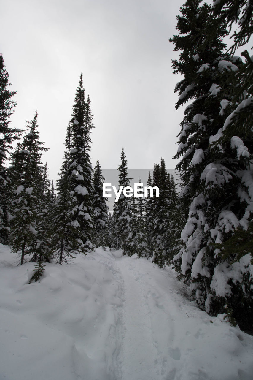 SNOW COVERED PINE TREES AGAINST SKY