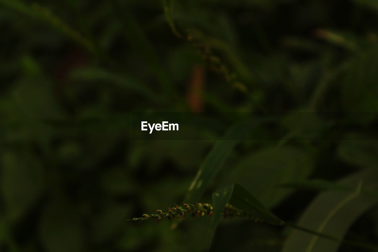 HIGH ANGLE VIEW OF FRESH GREEN PLANT