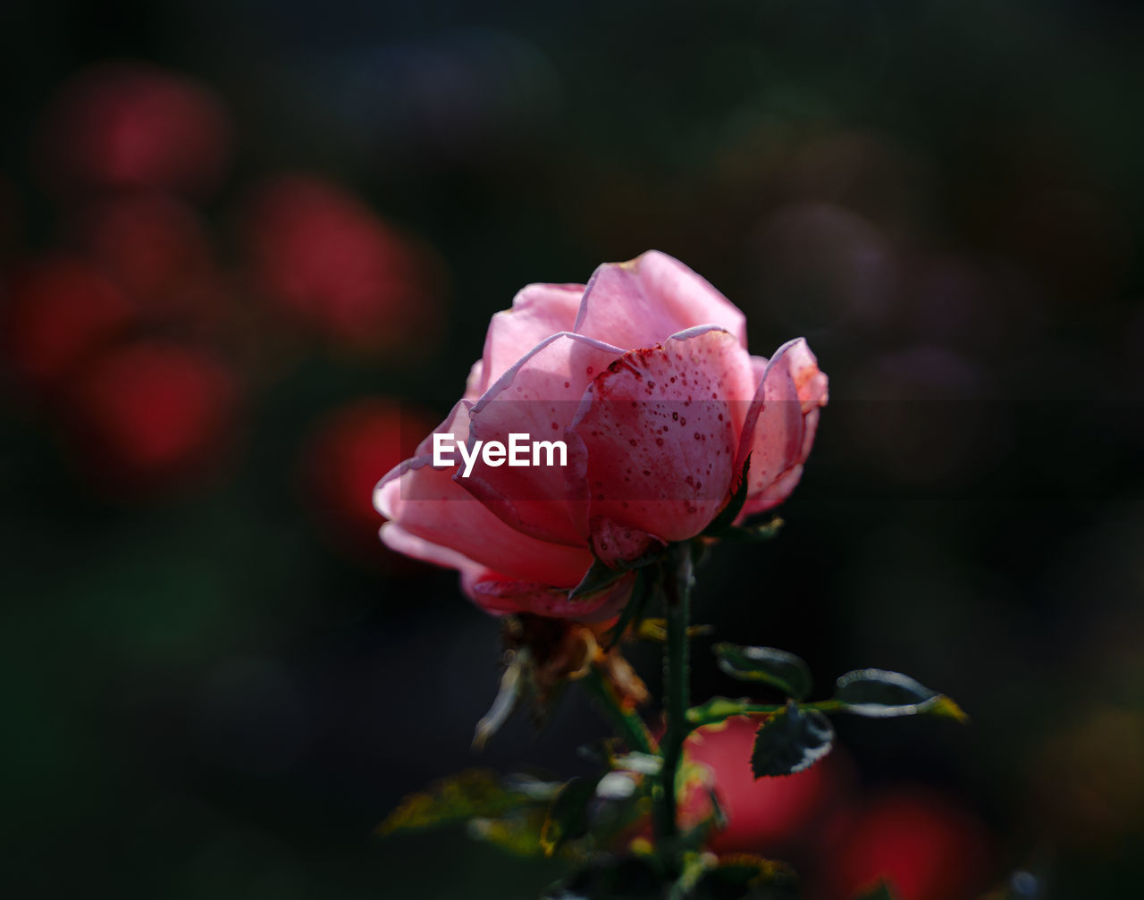 flower, plant, flowering plant, beauty in nature, red, rose, freshness, macro photography, close-up, petal, nature, pink, garden roses, blossom, flower head, fragility, inflorescence, focus on foreground, no people, bud, growth, leaf, outdoors, plant part, rose - flower, multi colored, yellow, springtime