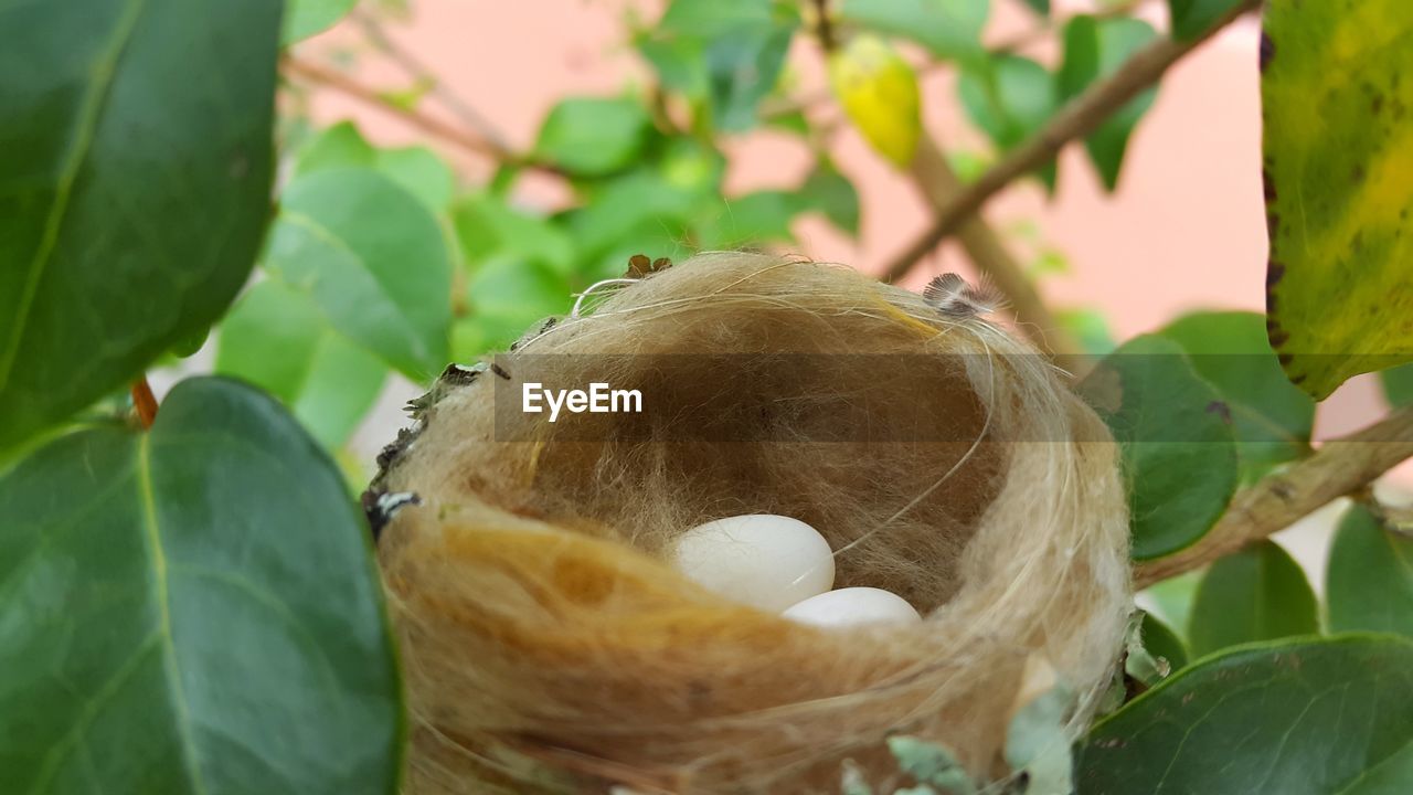 Close-up of eggs in nest on tree