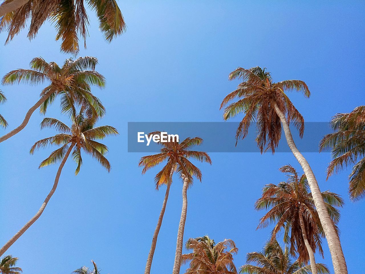 LOW ANGLE VIEW OF PALM TREES AGAINST BLUE SKY