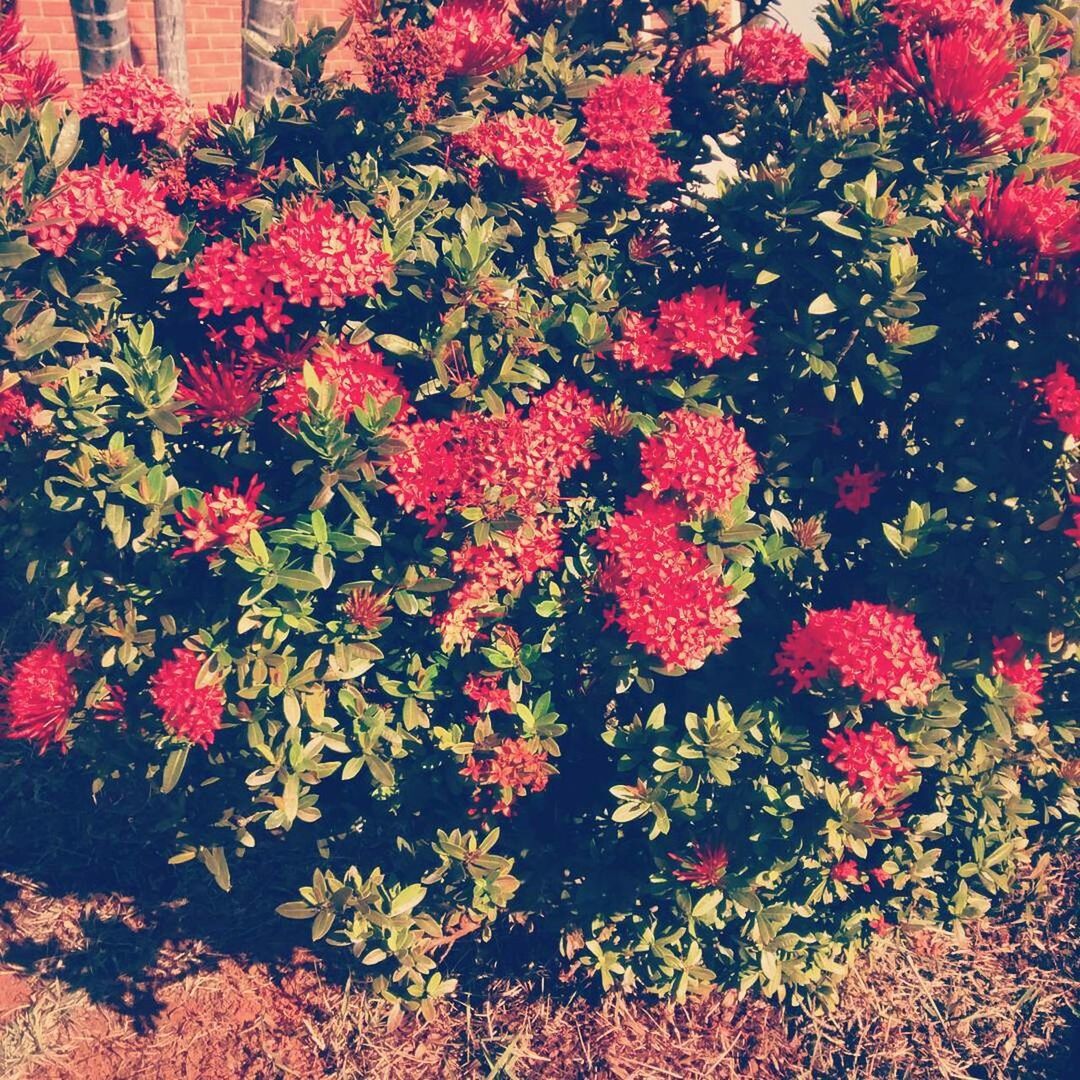 CLOSE-UP OF RED FLOWERS AND PLANTS