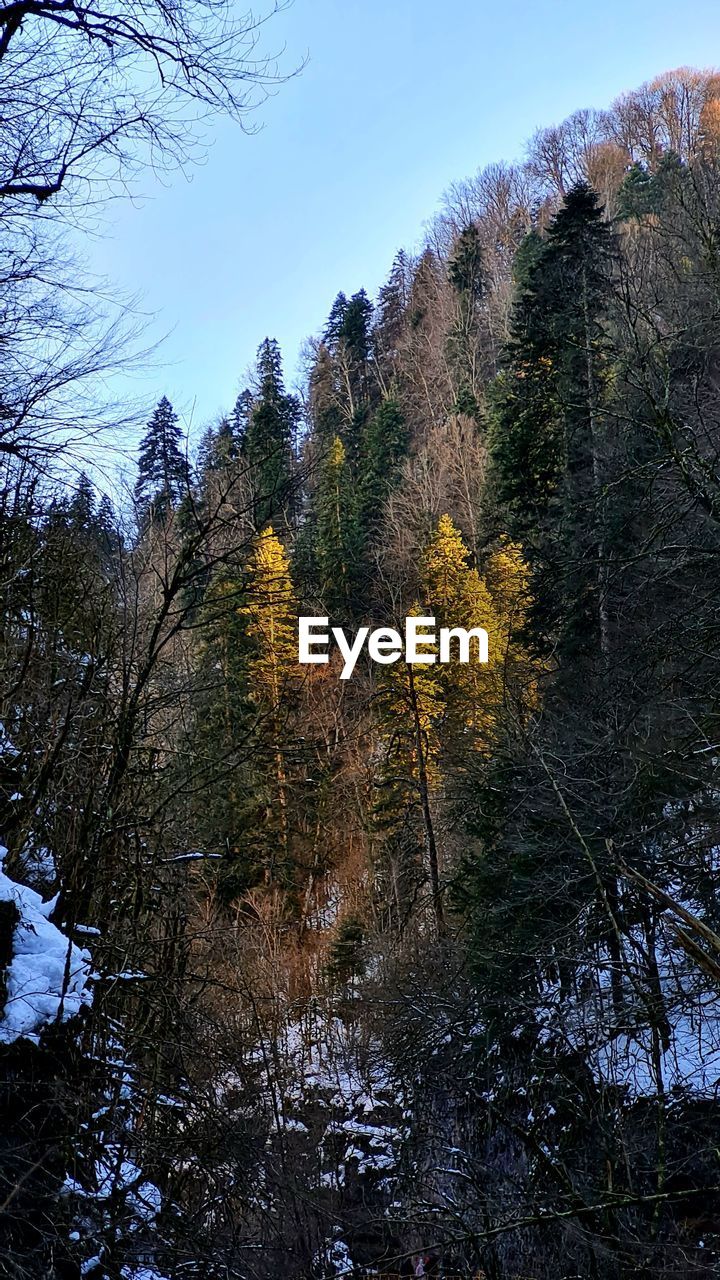 tree, plant, nature, autumn, wilderness, leaf, beauty in nature, sky, forest, mountain, scenics - nature, tranquility, no people, land, reflection, pinaceae, winter, growth, coniferous tree, tranquil scene, pine tree, non-urban scene, woodland, environment, pine woodland, snow, landscape, outdoors, day, low angle view, cold temperature