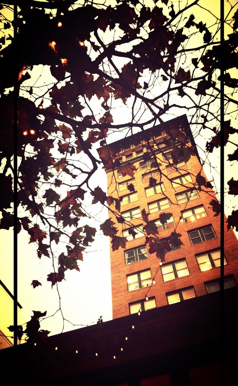 Low angle view of tree and residential building against sky