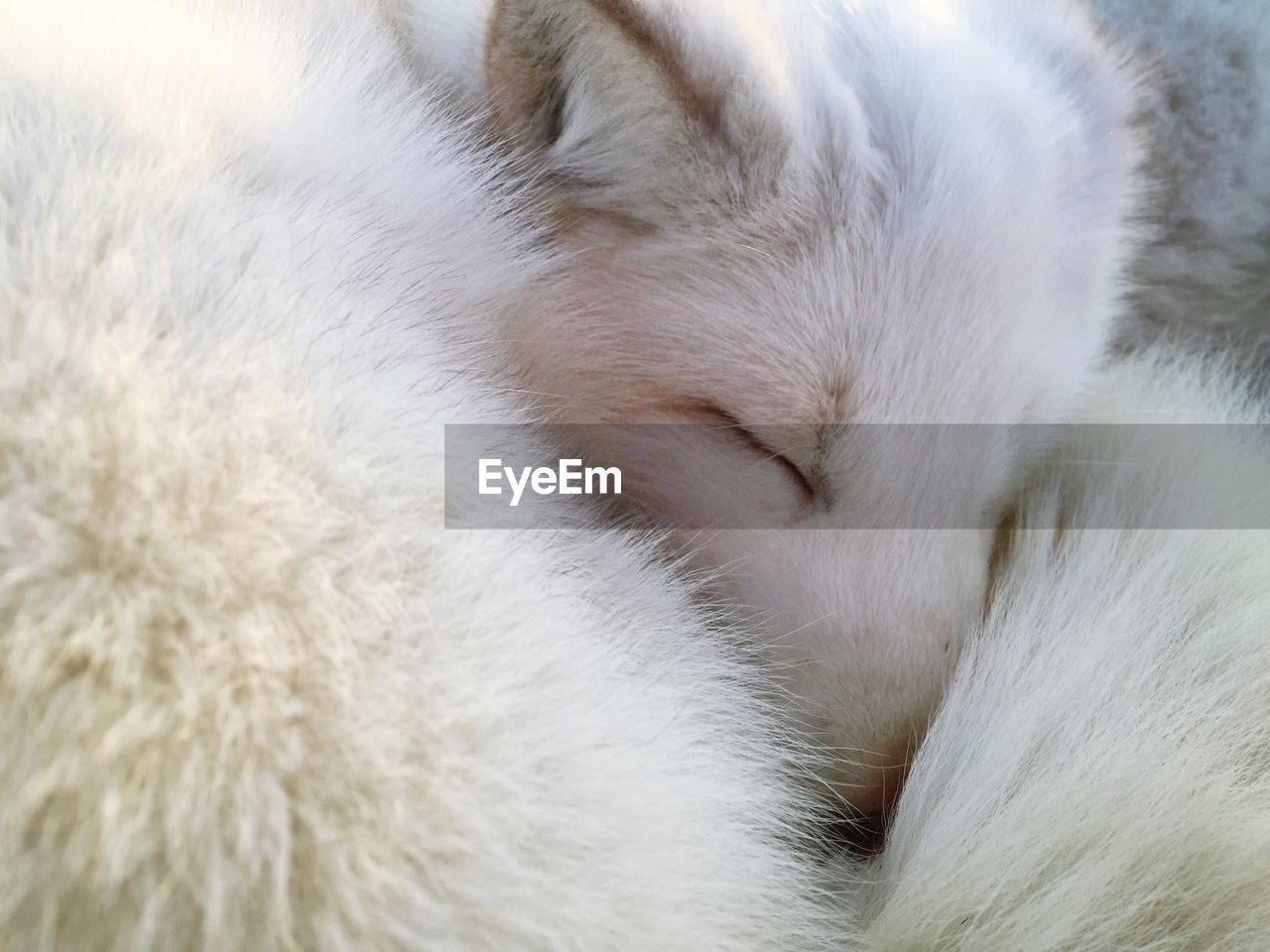 Close-up of arctic fox sleeping