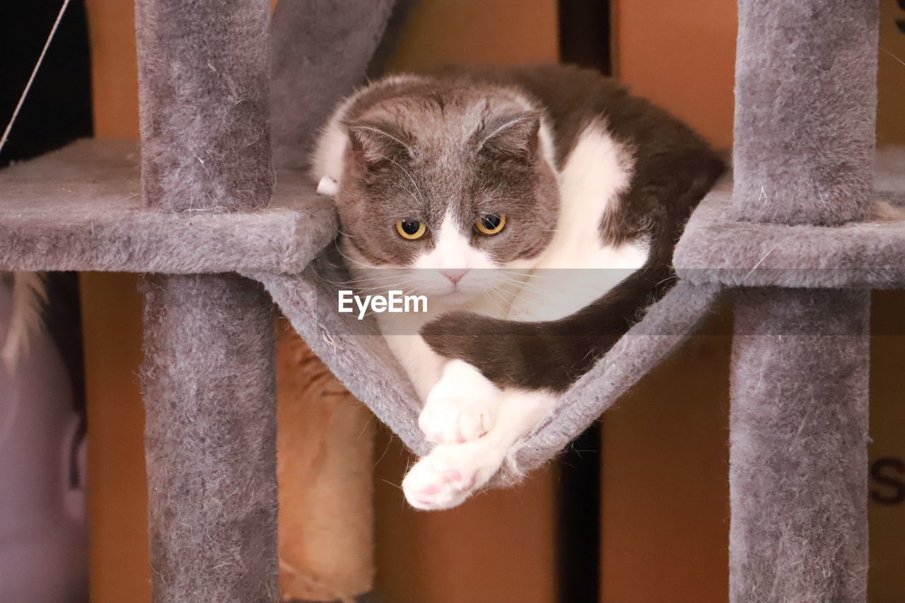 CLOSE-UP PORTRAIT OF A CAT ON THE RAILING