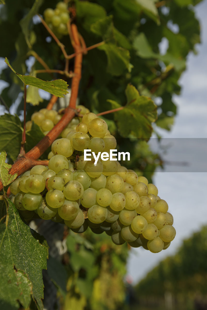 CLOSE-UP OF GRAPES GROWING ON VINEYARD