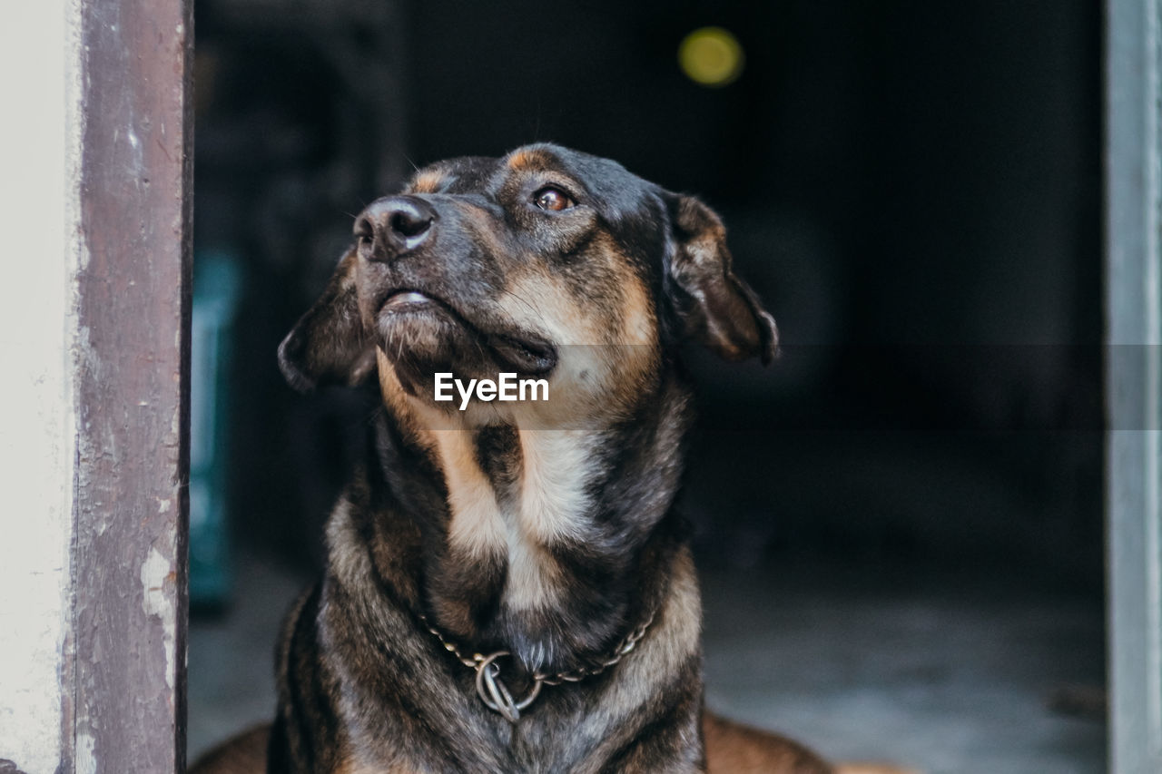 Close-up portrait of a dog looking away