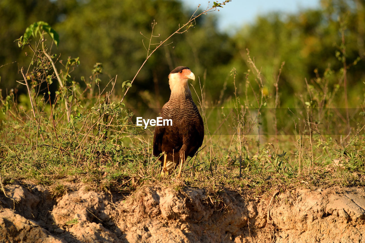 Caracara bird on rio cuiaba riverbank, pantanal, brazil.