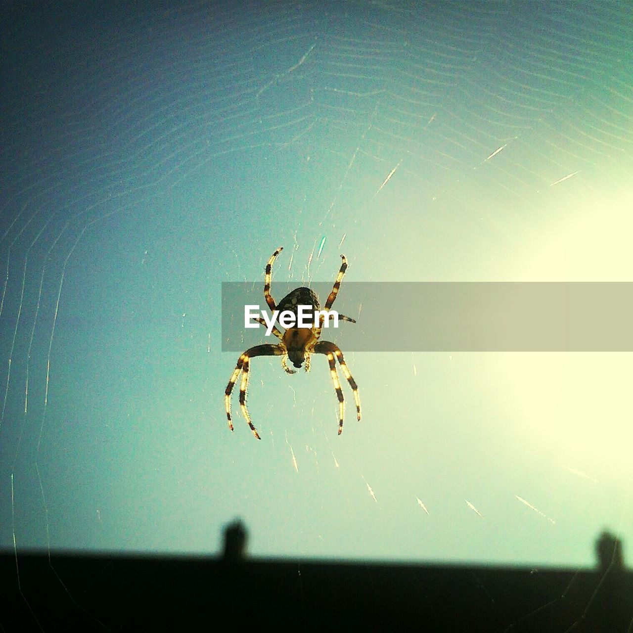 Close-up of spider against clear sky